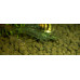 Aquatic Nature Shrimp Soil 1.5L